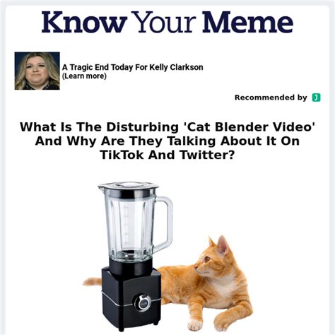 cat in the blender video twitter|Saw the cat in blender video cant get it out of my mind